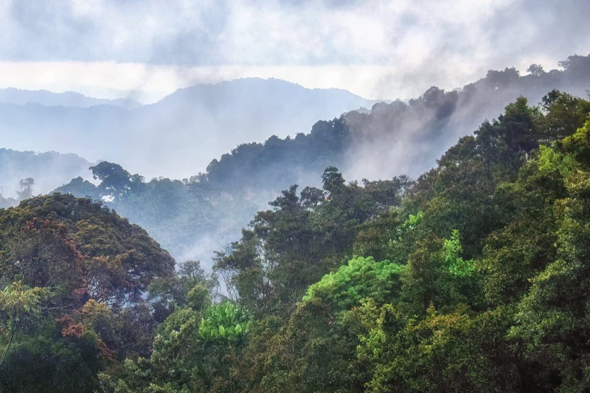 Tropical rainforest of Nyungwe National Park, Rwanda