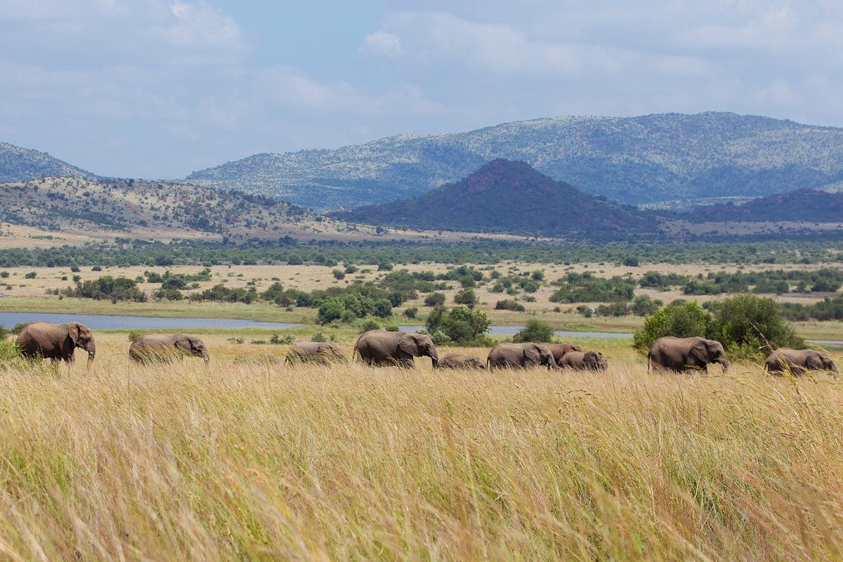Family of elephants in Pilanesberg National Park, South Africa