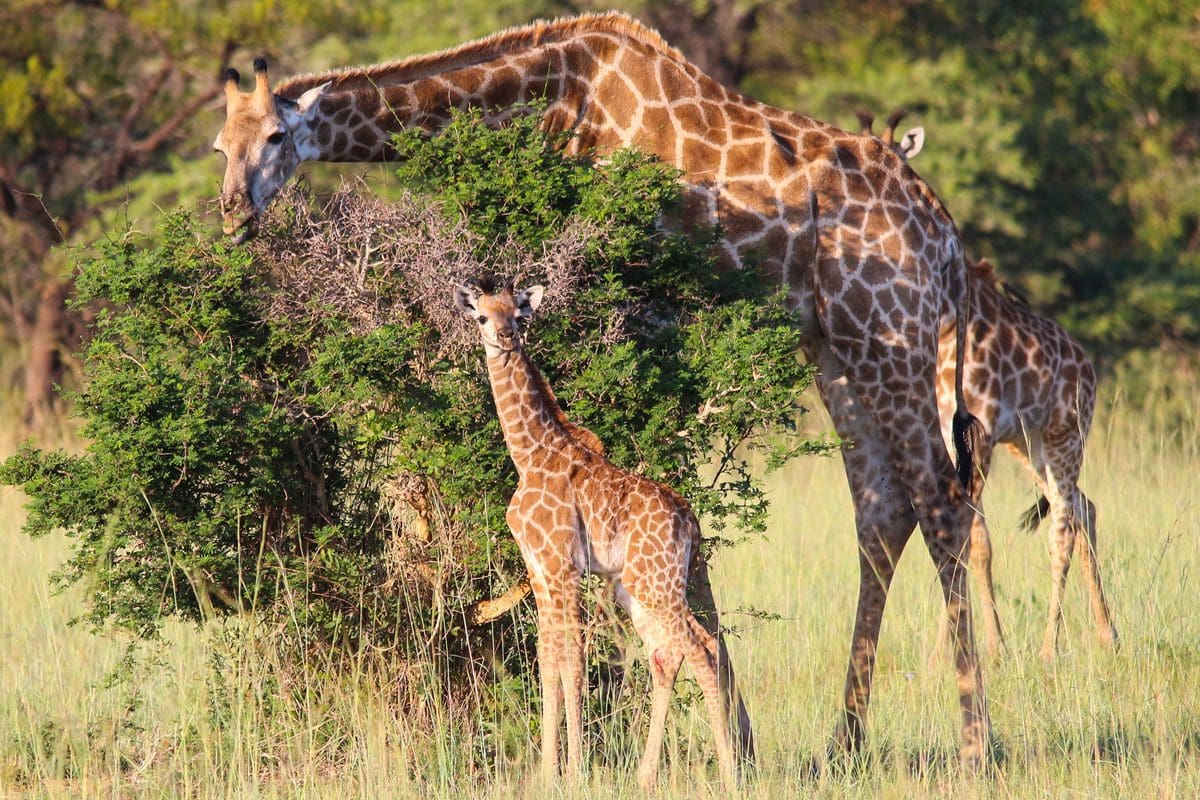 Giraffe in Mabula Game Reserve, South Africa