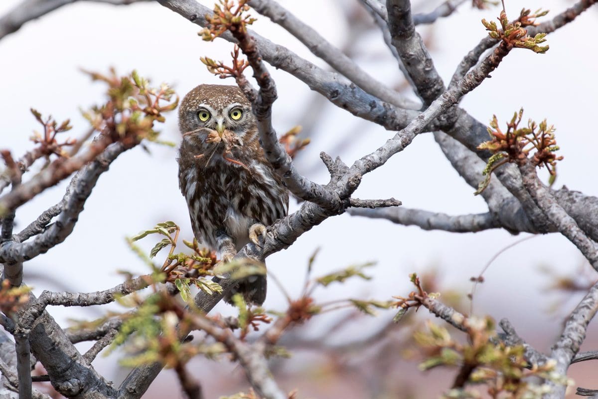 Pearl-spotted owlet in Welgevonden Game Reserve, South Africa