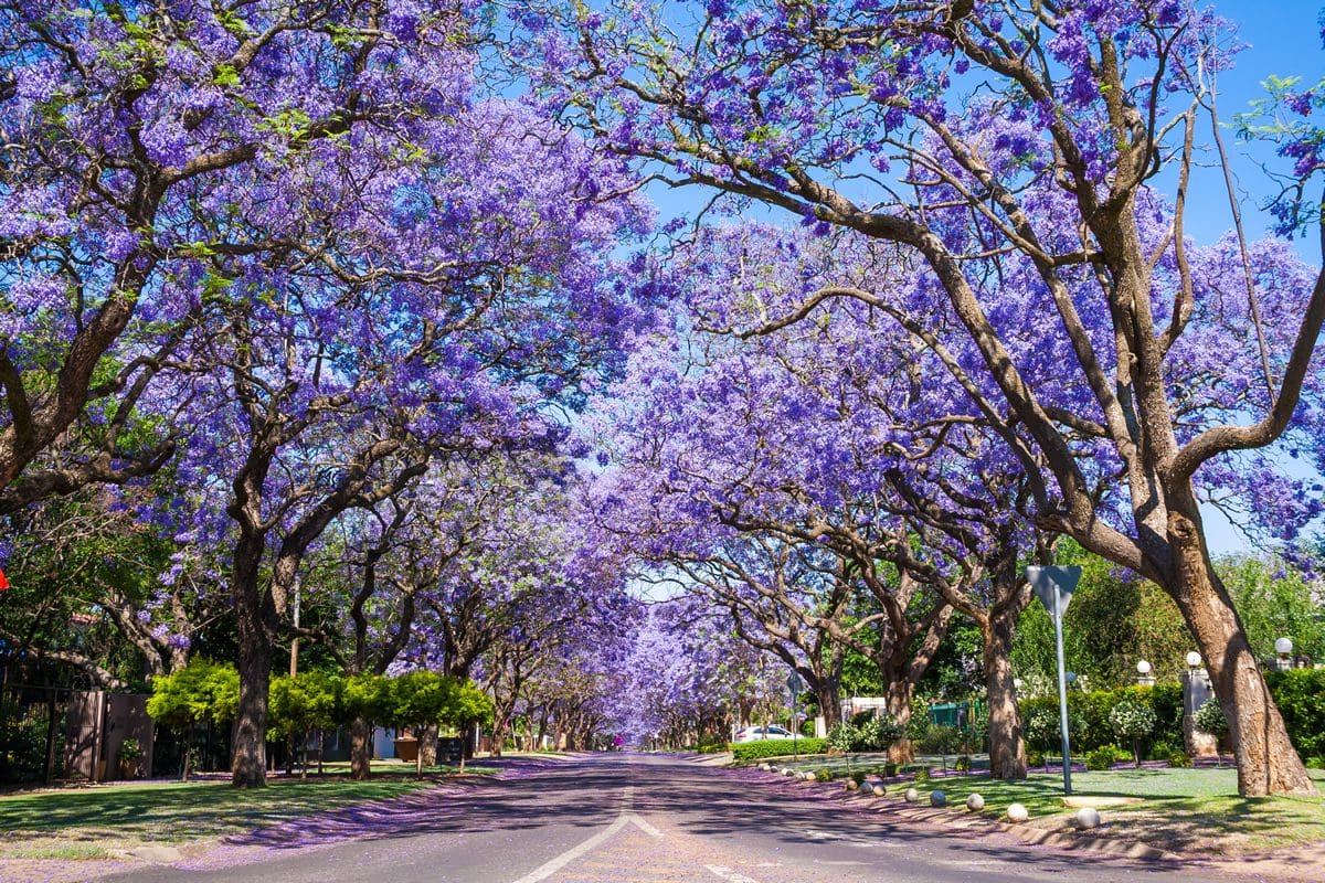 Street in Pretoria lined with jacaranda trees