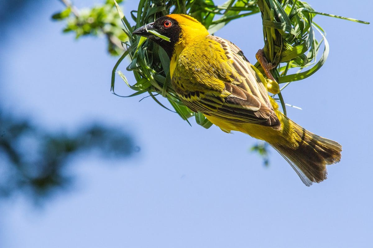 Weaver bird busy building its nest in Dinokeng Game Reserve