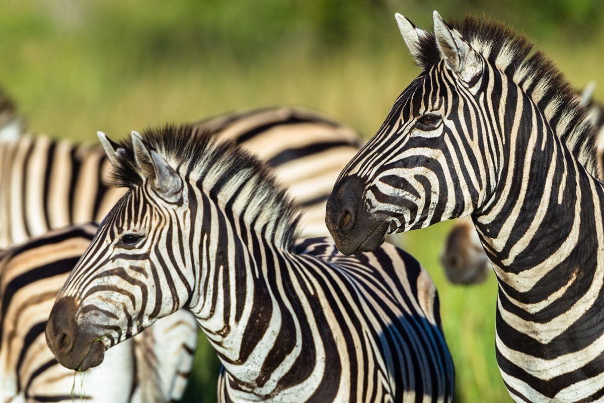 Zebra at Mziki Private Game Reserve