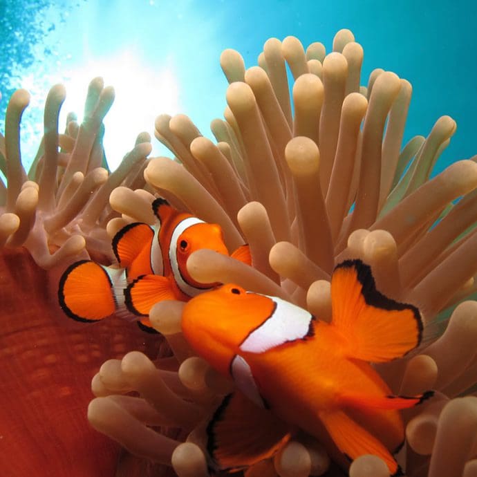 Clownfish, Great Barrier Reef - Tourism Port Douglas & Daintree