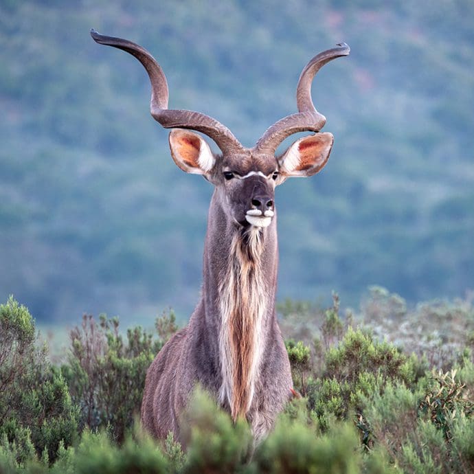 Greater kudu, Eastern Cape Greater kudu, Eastern Cape