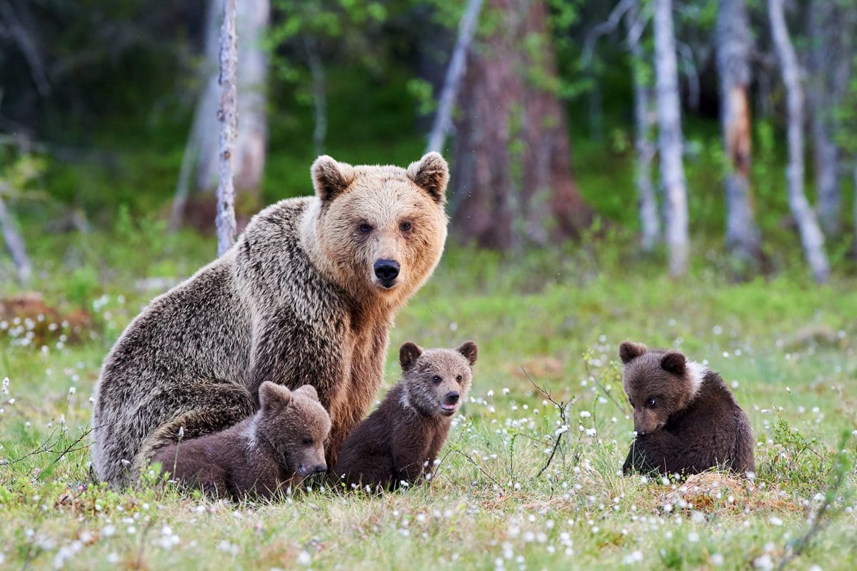 Bear family in the Finnish Taiga