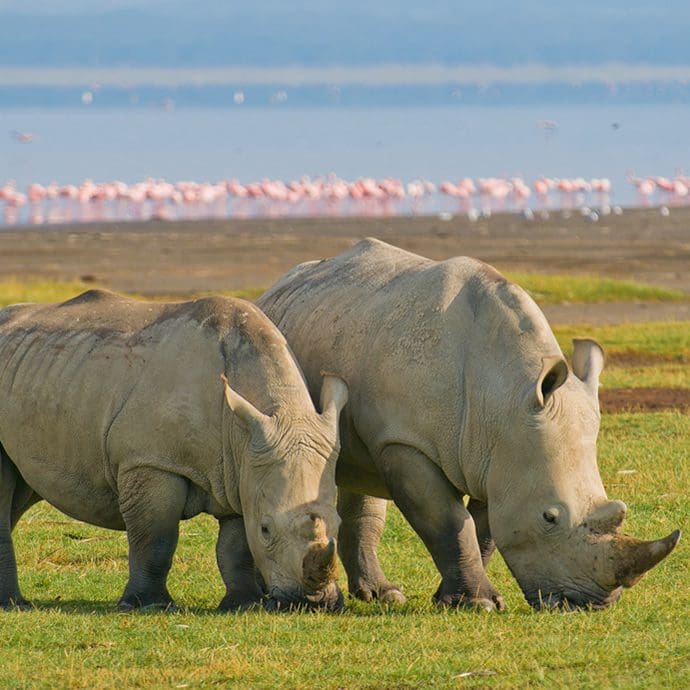 Rhino on by Lake Nakuru, Kenya Rhino on by Lake Nakuru, Kenya