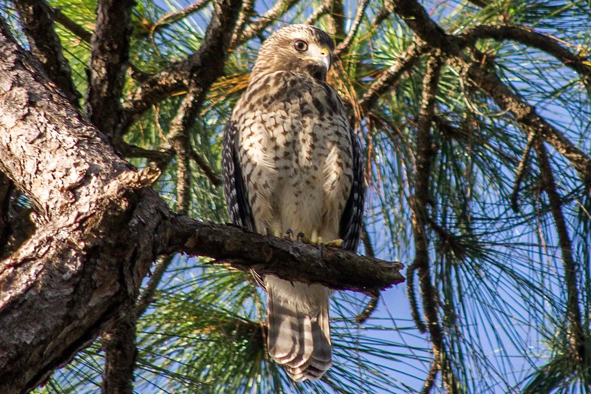 Frenchman's Forest Natural Area - Discover The Palm Beaches