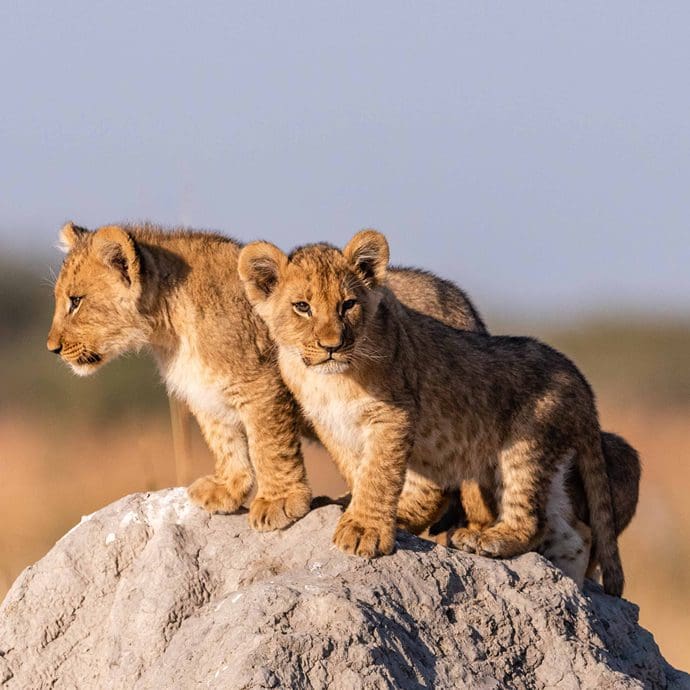 Lion cubs, Botswana Lion cubs, Botswana