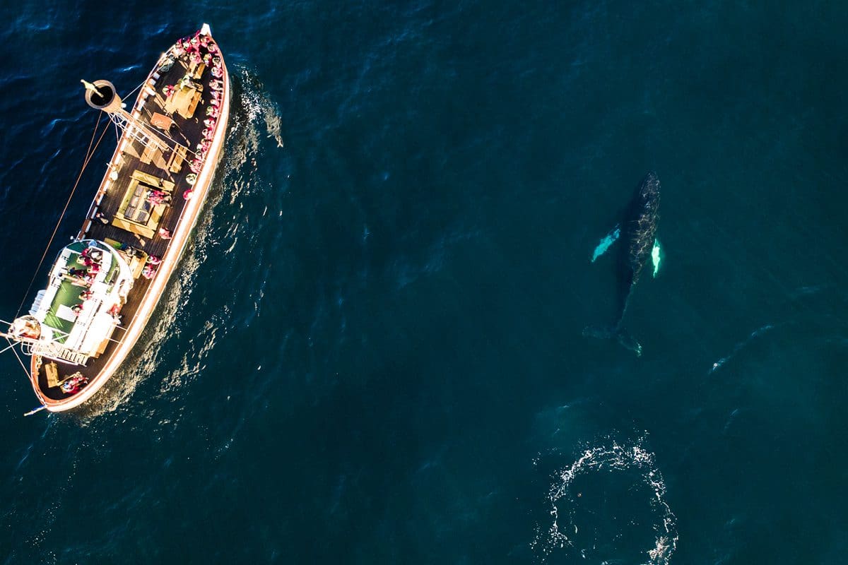 Whale watching in Hnúfurbakur, north Iceland - Visit Iceland/Icelandic Explorer