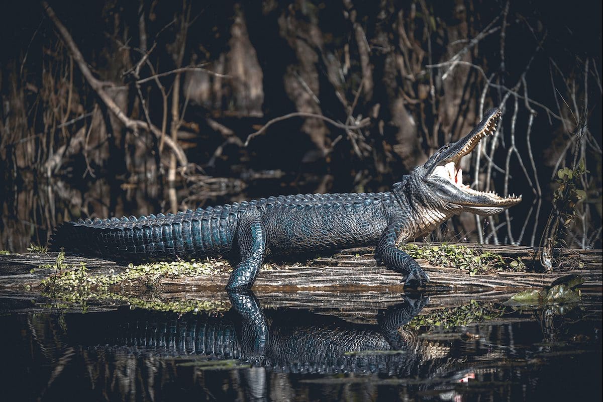 Alligator, Six Mile Cypress Slough Preserve - Lee County Visitor Convention Bureau/Stephen Royal