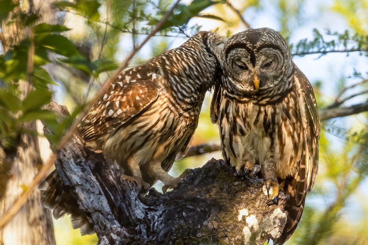 Barred owls, Six Mile Cypress Slough Preserve - Lee County Visitor Convention Bureau/Tom Lonergan