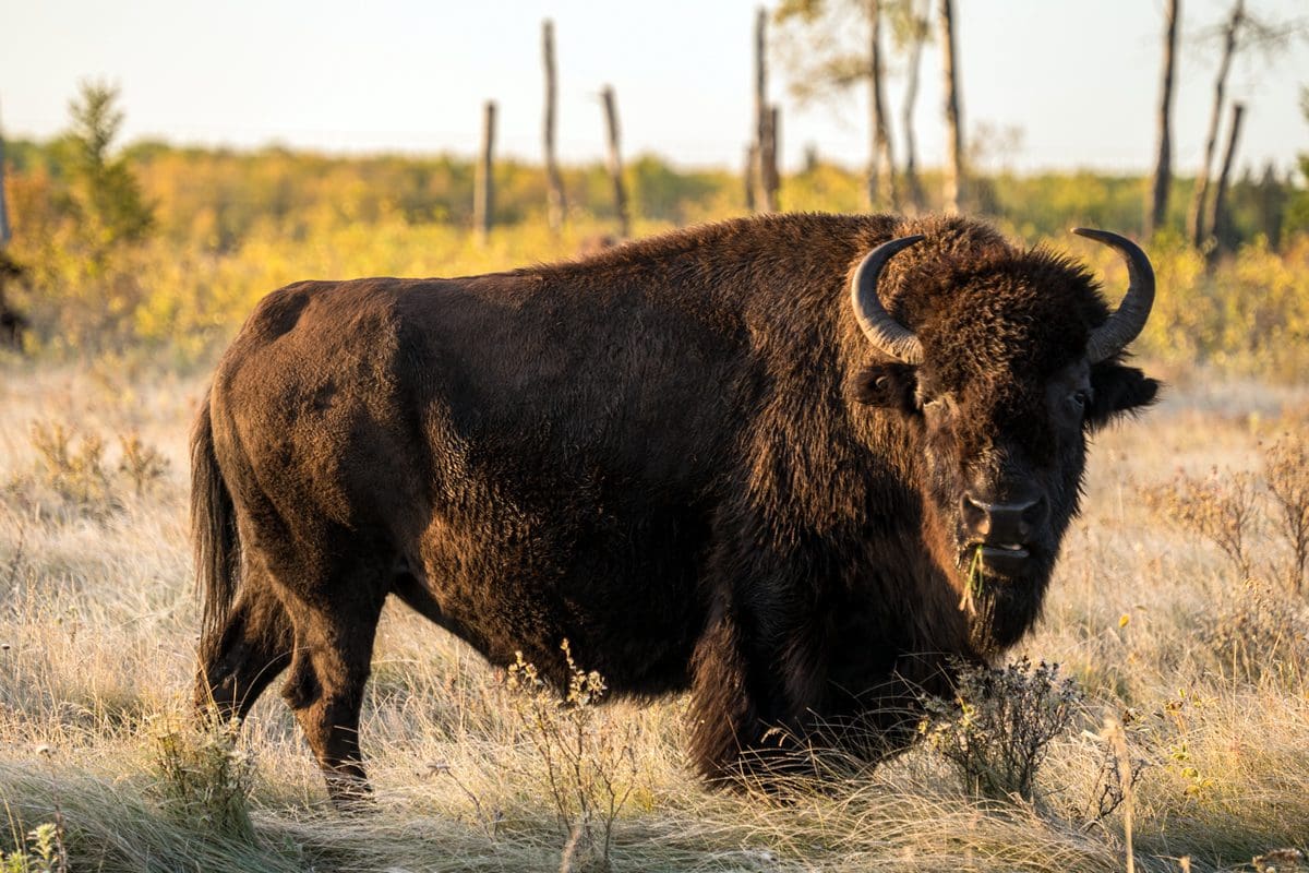 Bison in the fall - Travel Manitoba