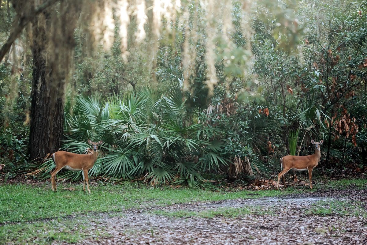 Cumberland Island deer - Explore Georgia