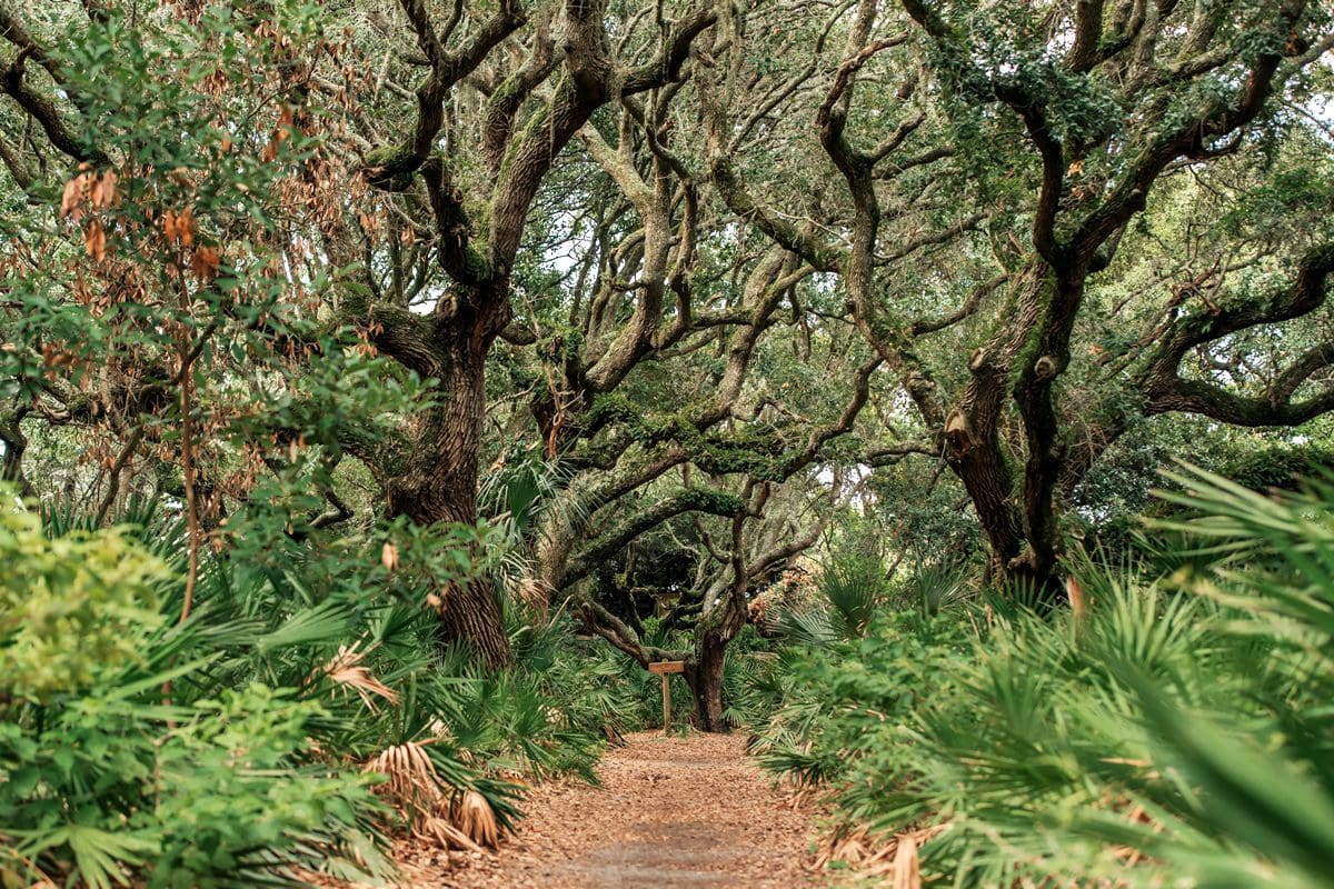 Cumberland Island Maritime Forest - Explore Georgia