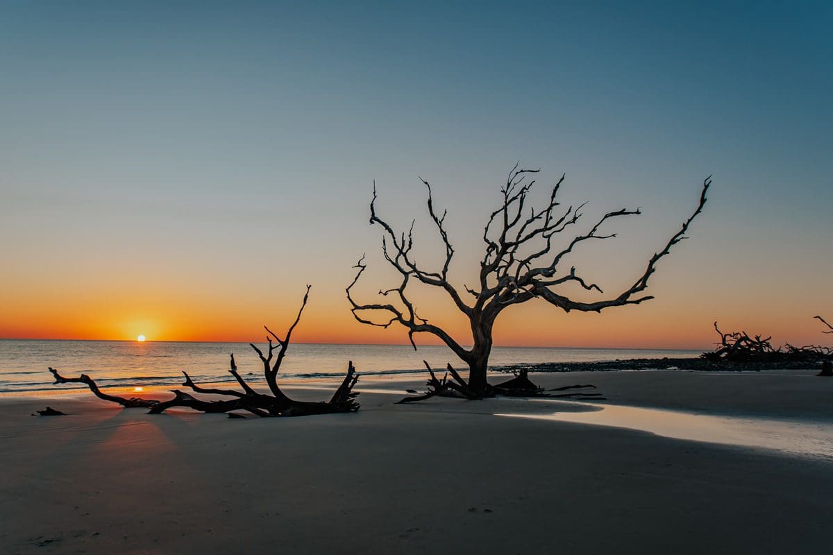 Driftwood Beach, Jekyll Island - Explore Georgia