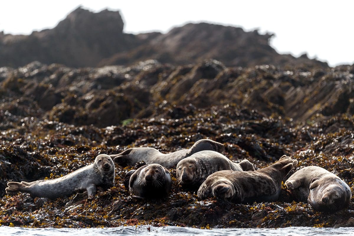 Gray seals in the Molene Archipelago of Brittany - Tourisme Bretagne/Emmanuel Berthier