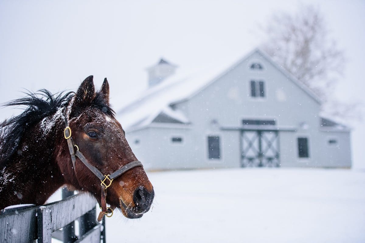 Kentucky Horse Park in winter - Kentucky Tourism