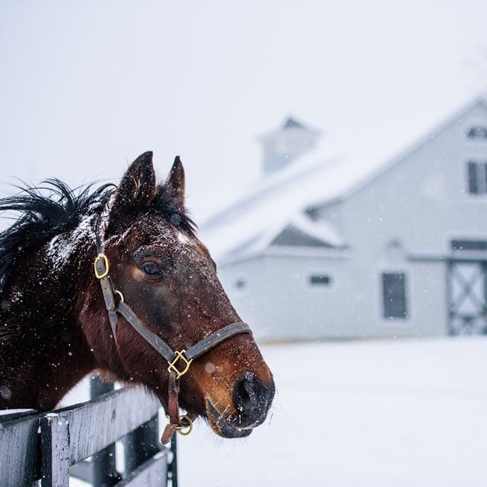 Kentucky Horse Park in winter - Kentucky Tourism