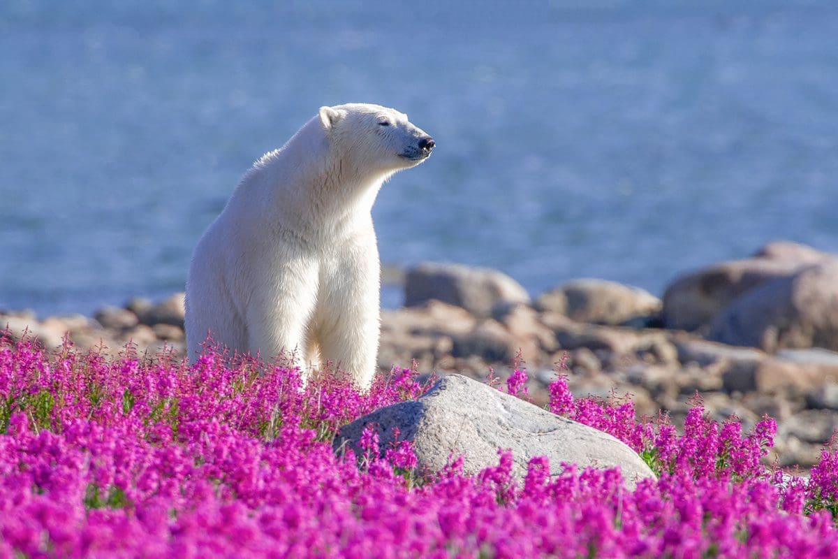 Polar bear amongst fireweed - Travel Manitoba/Dennis Fast