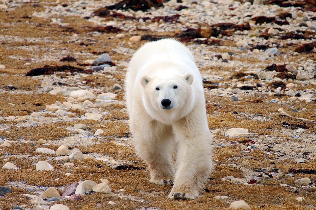 Polar bear - Travel Manitoba