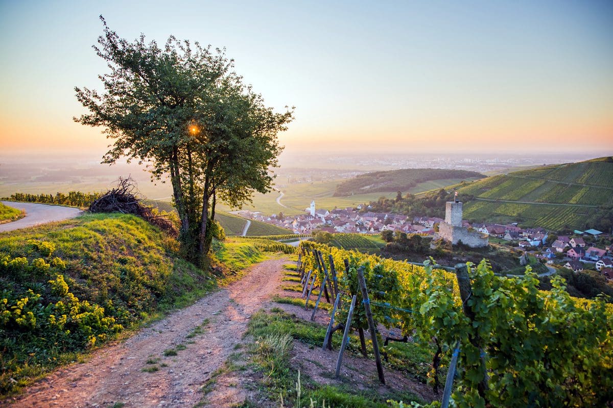 Sunrise over Katzenthal - Visit Alsace/ADT/Tristan Vuano