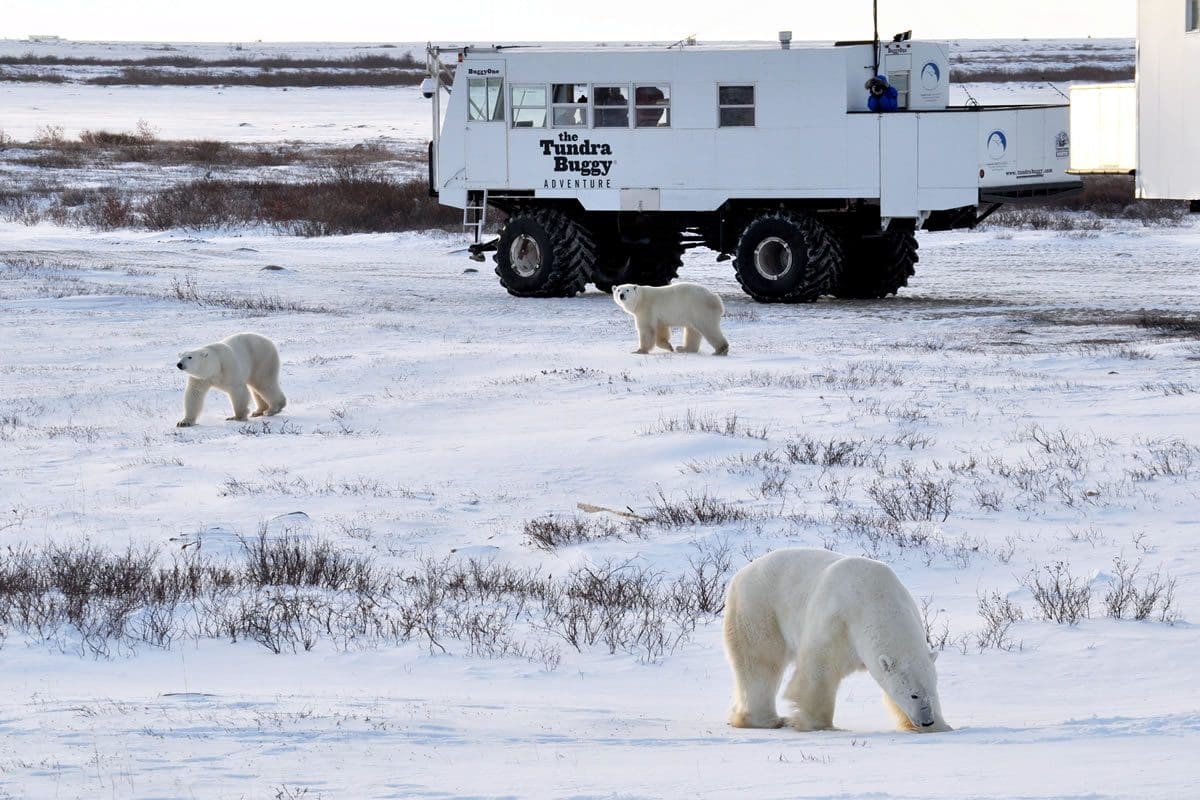Tundra buggy experience - Travel Manitoba
