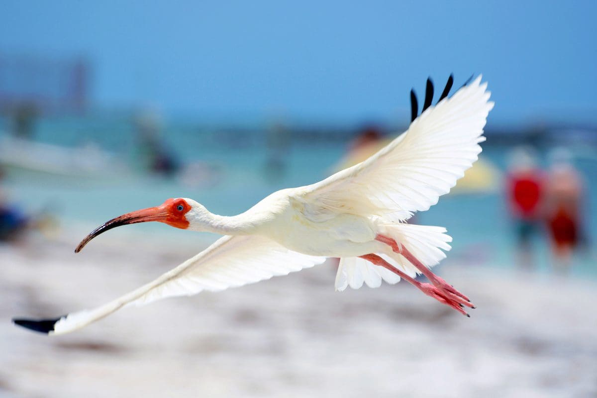 White Ibis, Boca Grande - Lee County Visitor Convention Bureau/Jason Boeckman