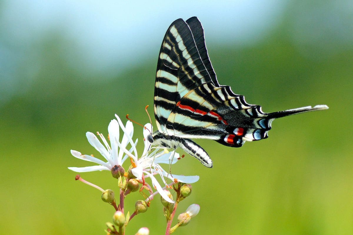 Zebra swallowtail butterfly, Hickey Creek Mitigation Park - Lee County Visitor Convention Bureau/Jason Boeckman