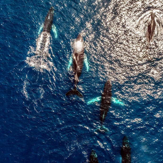 Aerial view of a pod of whales - Bermuda Tourism/Conor Outerbridge
