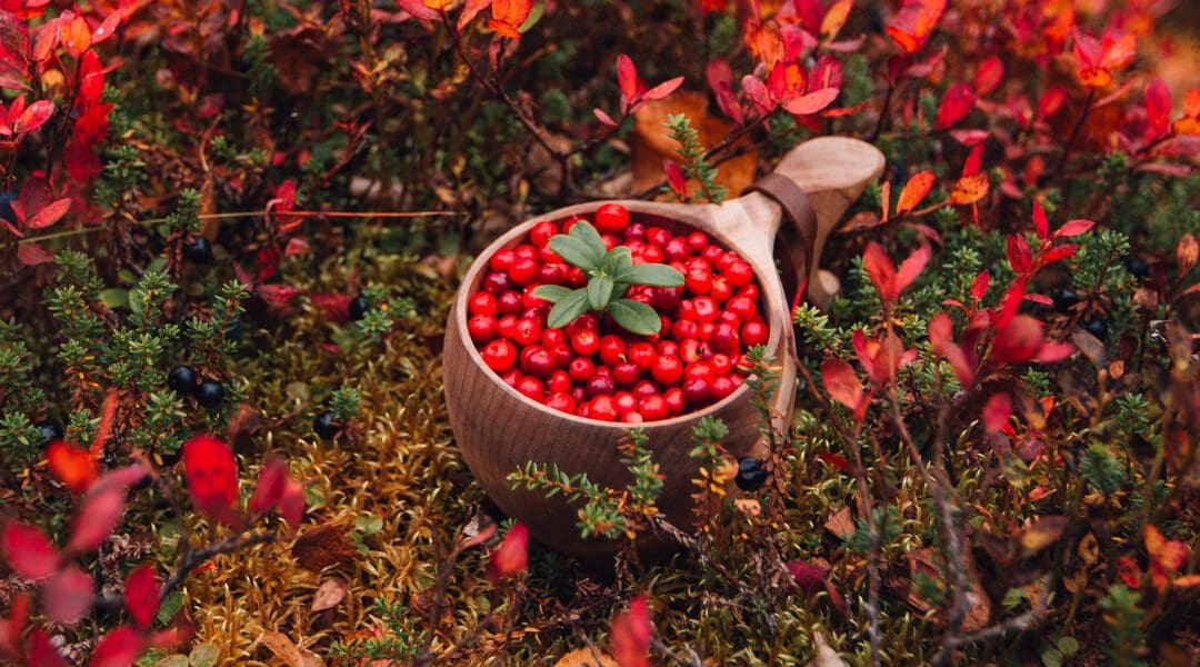 Fab Adventures to be Had During Finland’s Summer & Autumn Months