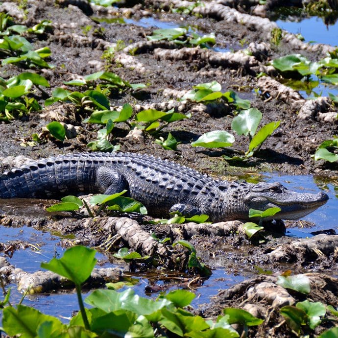 Alligator, Lake Tohopekaliga