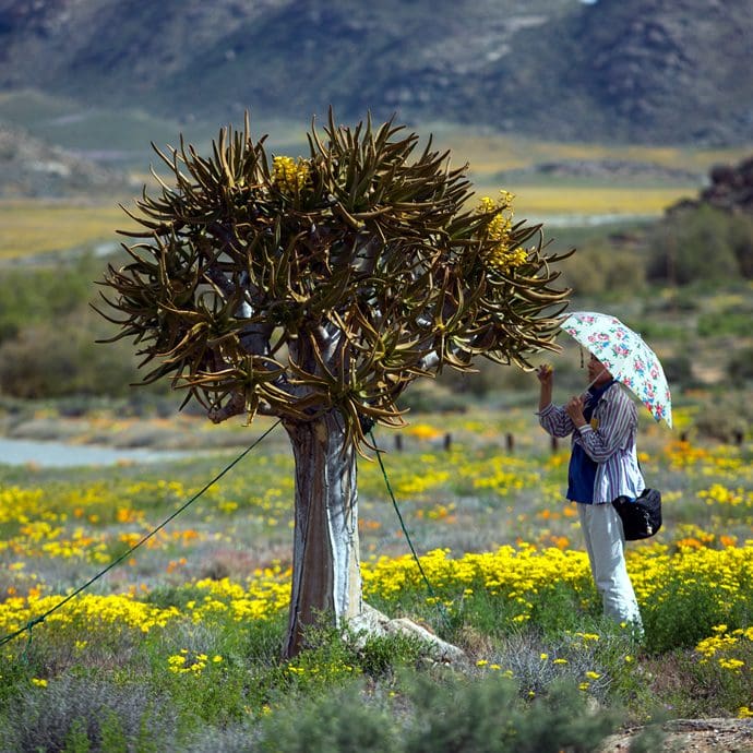 Woman inspecting the flowers of an Aloe tree in Namaqualand - South African Tourism