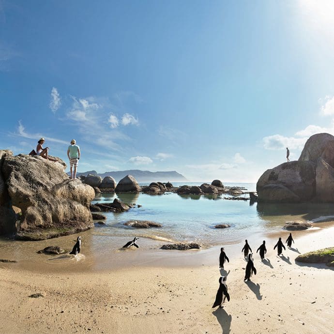 Boulder Beach penguins - South African Tourism