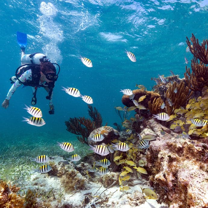 Diver observing fish in reef - Travel Belize