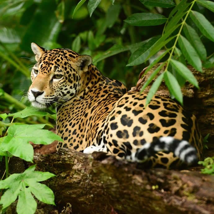 Jaguar chilling - Travel Belize