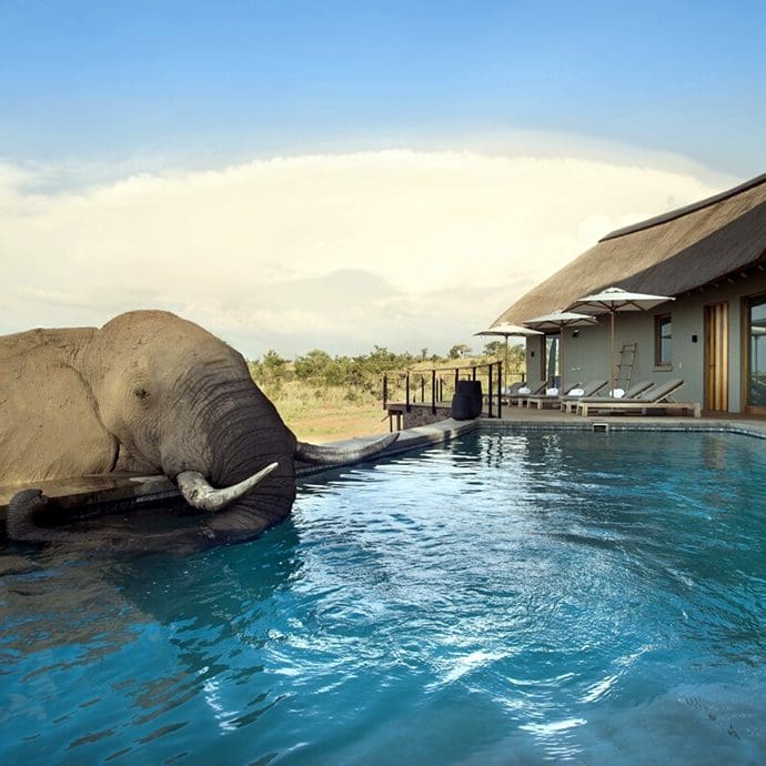 Elephant at Mhondoro Safari Lodge