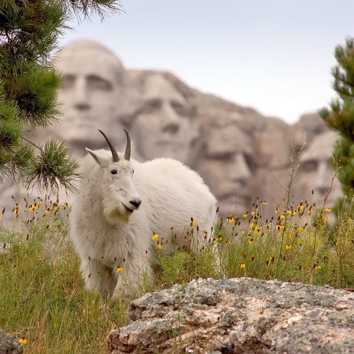 Mountain goat at Mount Rushmore National Memorial - South Dakota Tourism