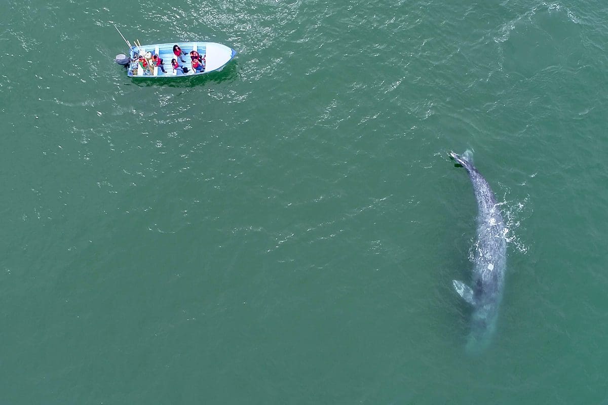 Aerial view of a grey whale - La Paz Tourism