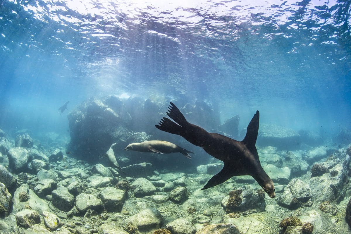 Isla Cerralvo marine life - La Paz Tourism