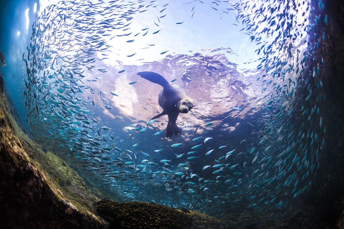 Sea lion hunting in a school of fish - La Paz Tourism