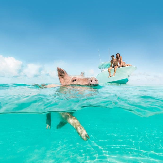 Swimming pig, Exumas - Bahamas Tourism Centre Swimming pig, Exumas - Bahamas Tourism Centre