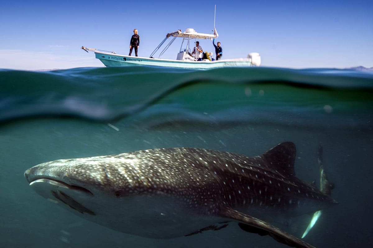 Seeing a whale shark on tour - La Paz Tourism