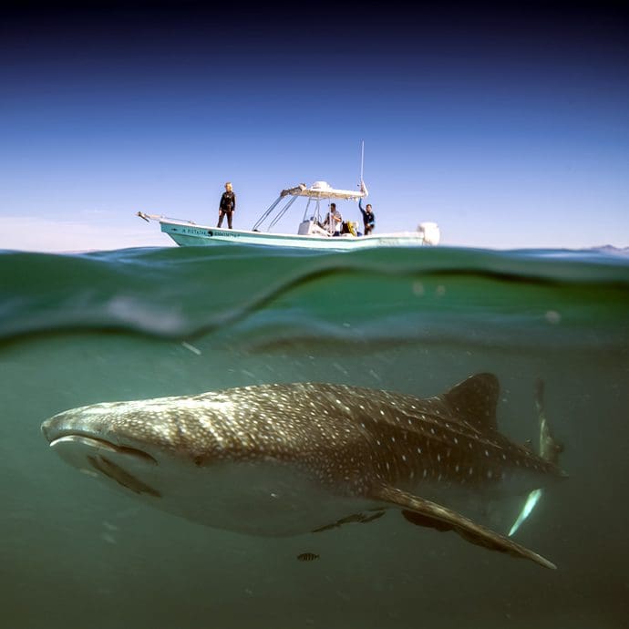 Seeing a whale shark on tour - La Paz Tourism