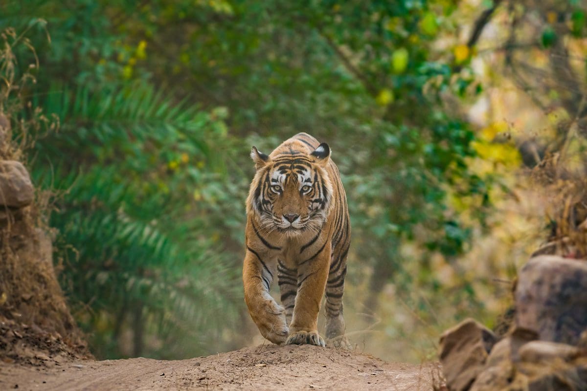 A tiger in Ranthambore National Park, Rajasthan