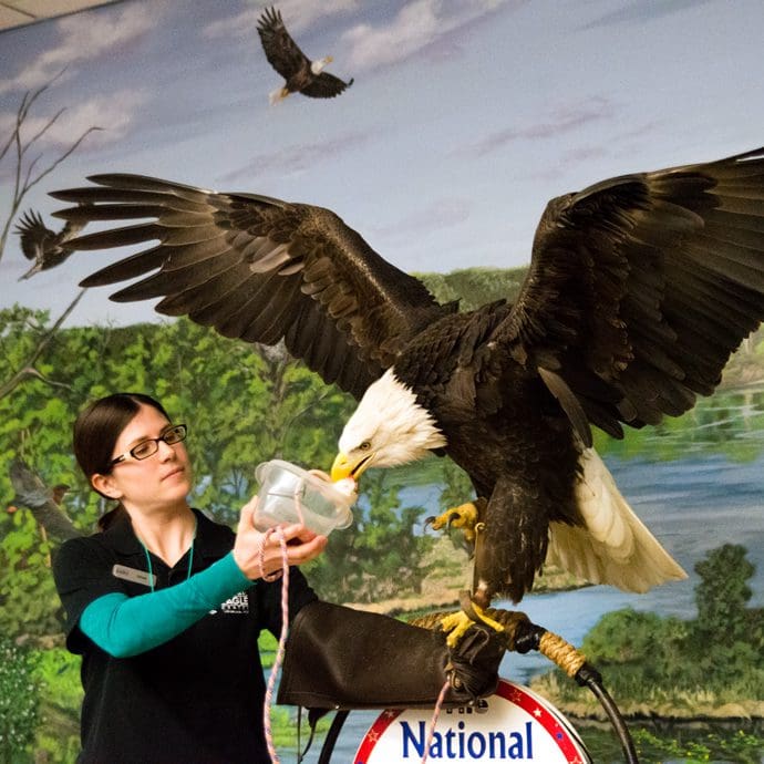 Peace Bridge, Calgary - Travel Alberta