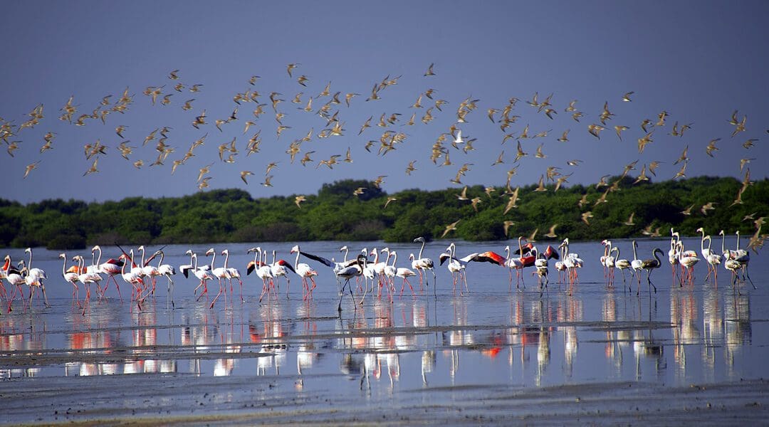 Unveiling Family Delight: Ajman’s Affordable Oasis of Fun