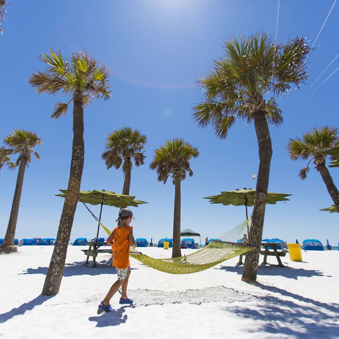 Palm tree and hammock, Clearwater Beach - VisitStPeteClearwater.com Palm tree and hammock, Clearwater Beach - VisitStPeteClearwater.com