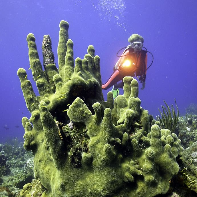 Vibrant, green coral - BVI Tourism Vibrant, green coral - BVI Tourism