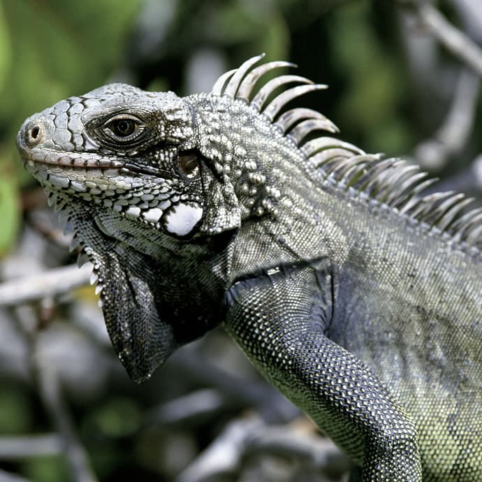 Iguana on Anegada - BVI Tourism Iguana on Anegada - BVI Tourism